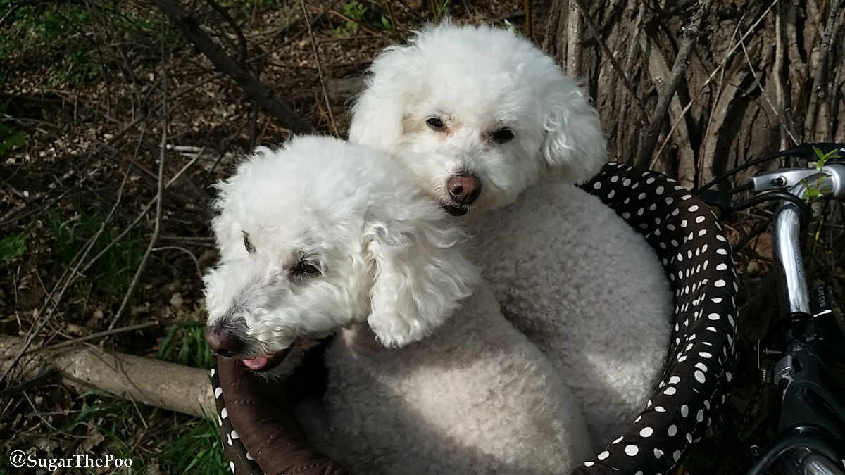 SugarThePoo Cute Maltipoo Puppy Dog snuggled with brother in bike basket 