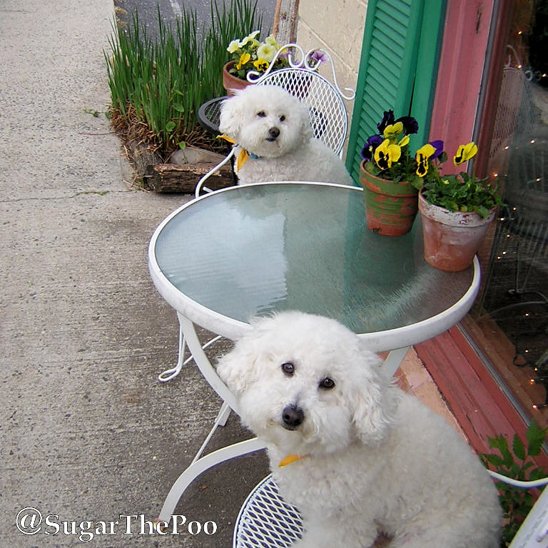 SugarThePoo Cute Maltipoo Puppy Dog with brother sitting in chairs at  outdoor table at cafe
