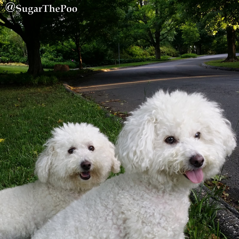 SugarThePoo Cute Maltipoo Puppy Dog with brother sitting on beautiful tree lined street