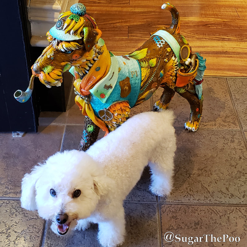 SugarThePoo Cute Maltipoo Puppy Dog standing with colorful dog art sculpture