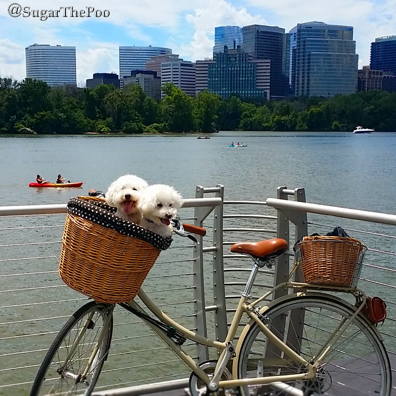 SugarThePoo Cute Maltipoo Puppy Dog with brother in bike basket by river overlooking skyscrapers
