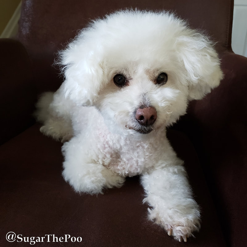 SugarThePoo Cute Maltipoo Puppy Dog laying in chair with head up looking at camera