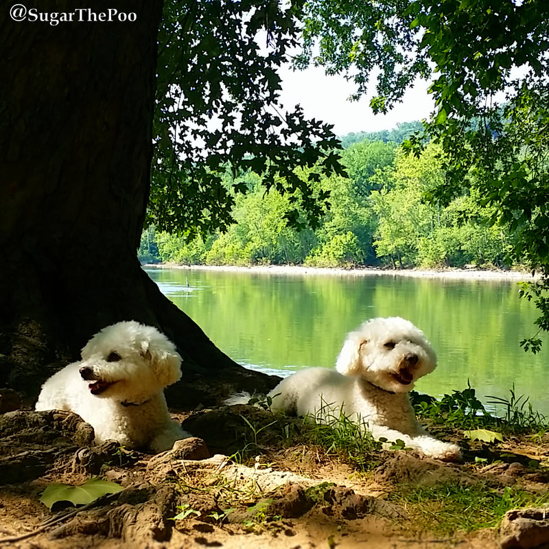 SugarThePoo Cute Maltipoo Puppy Dog with brother laying under big tree by river