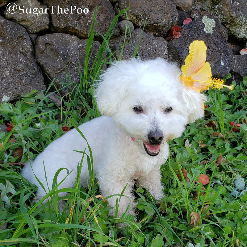 SugarThePoo Cute Maltipoo Puppy Dog smiling with hibiscus flower behind ear