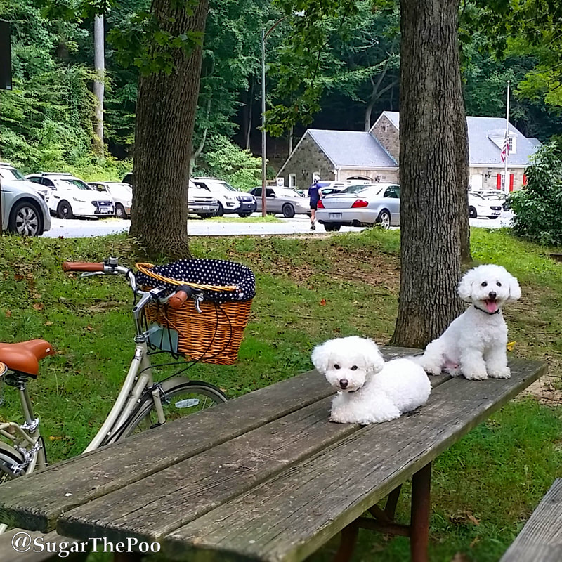 SugarThePoo Cute Maltipoo Puppy Dog with brother in picnic table