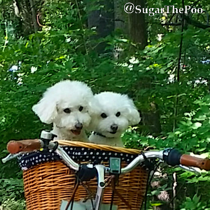SugarThePoo Cute Maltipoo Puppy Dog with brother in bike basket in greenery