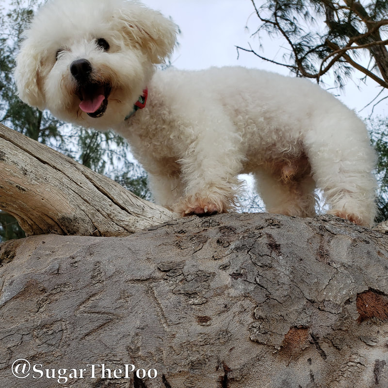 SugarThePoo Cute Maltipoo Puppy Dog standing smiling up high on large tree branch