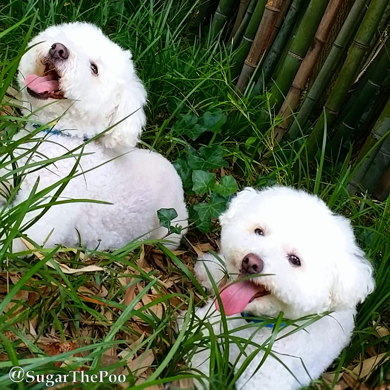 SugarThePoo Cute Maltipoo Puppy Dog with brother laying with tongues out in bamboo