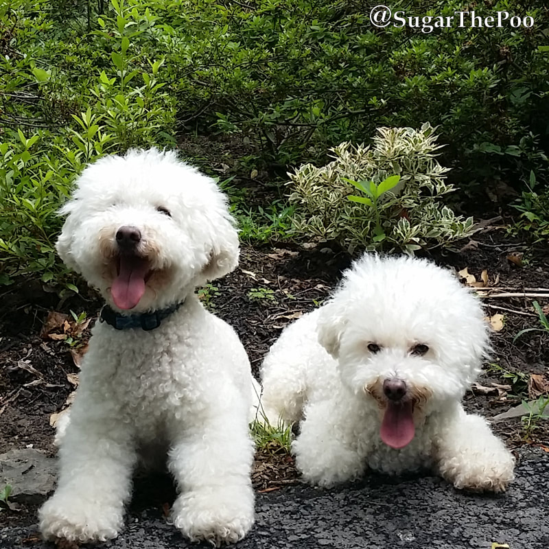 SugarThePoo Cute Maltipoo Puppy Dog with brother with tongues out by road