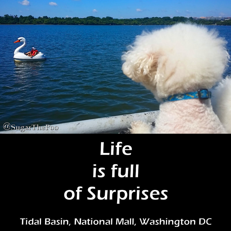 SugarThePoo Cute Maltipoo Puppy Dog with brother watching swan shaped paddle boat on water
