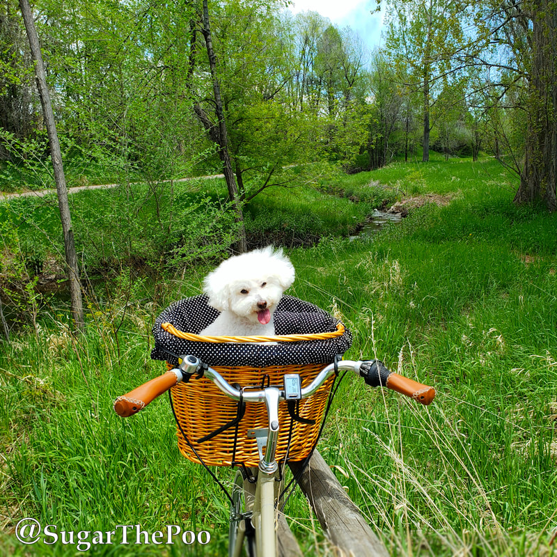 SugarThePoo Cute Maltipoo Puppy Dog  in bike basket by gorgeous green trail and creek 