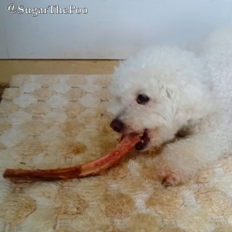 SugarThePoo Cute Maltipoo Puppy Dog chewing on huge long bone