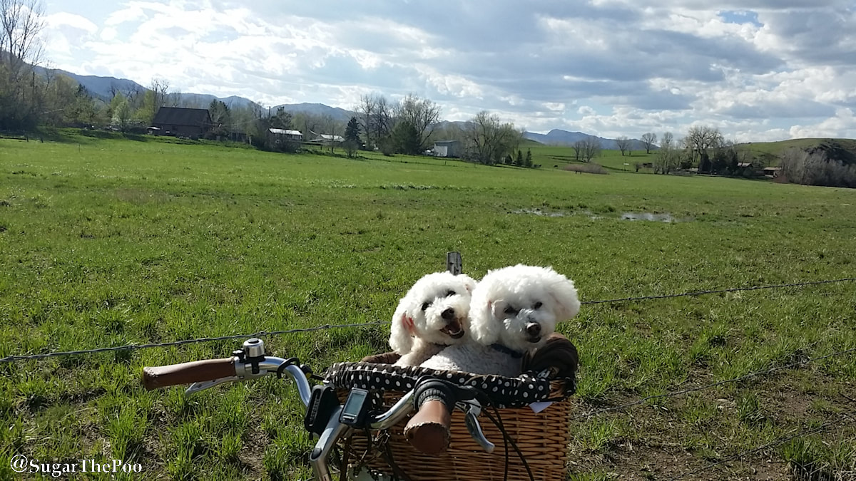 SugarThePoo Cute Maltipoo Puppy Dog with brother in bike basket by large green field