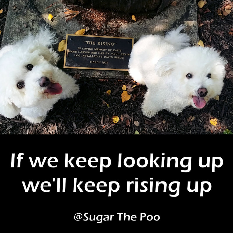 SugarThePoo Cute Maltipoo Puppy Dog with brother sitting smiling looking up at camera