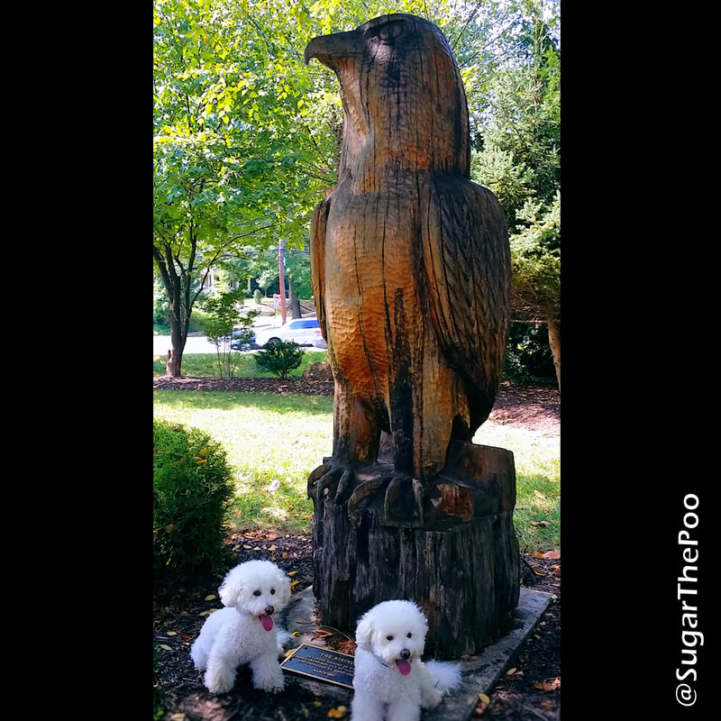 SugarThePoo Cute Maltipoo Puppy Dog with brother with huge wood carved bird sculpture