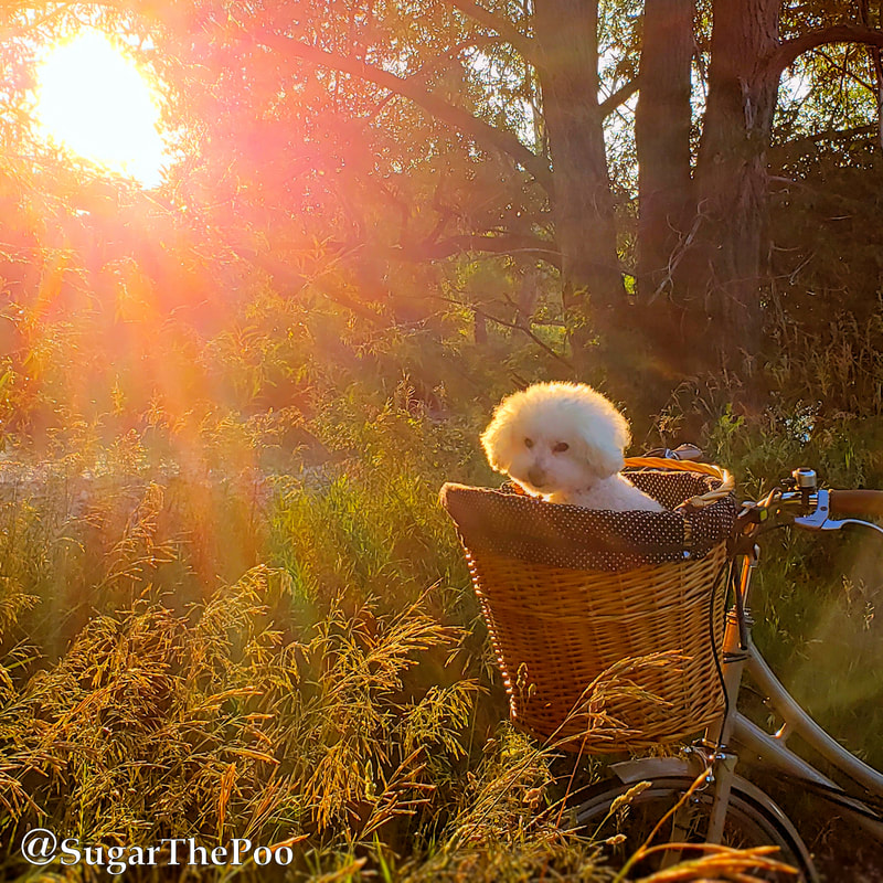 SugarThePoo Cute Maltipoo Puppy Dog in bike basket with huge bright sunrise shining through trees