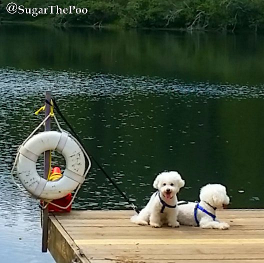 SugarThePoo Cute Maltipoo Puppy Dog with brother on dock of lake