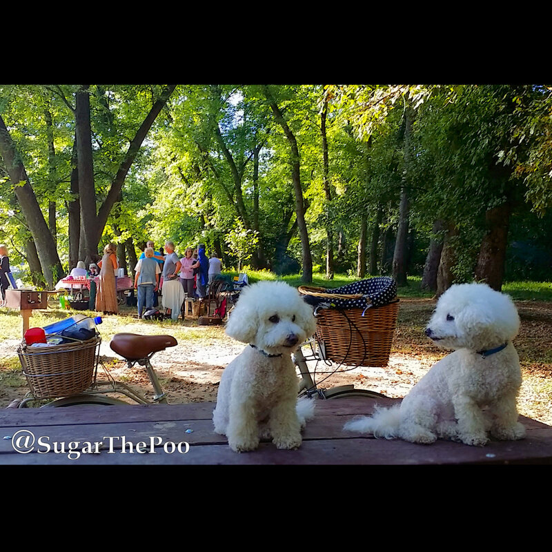 SugarThePoo Cute Maltipoo Puppy Dog with brother sitting on picnic table in busy park