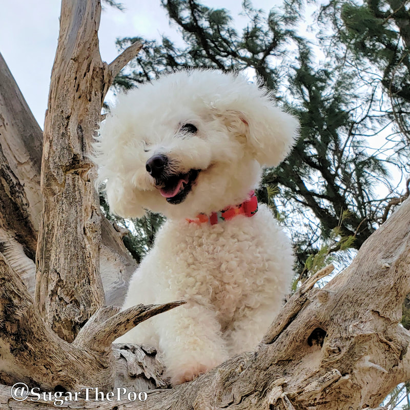 SugarThePoo Cute Maltipoo Puppy Dog smiling in tree