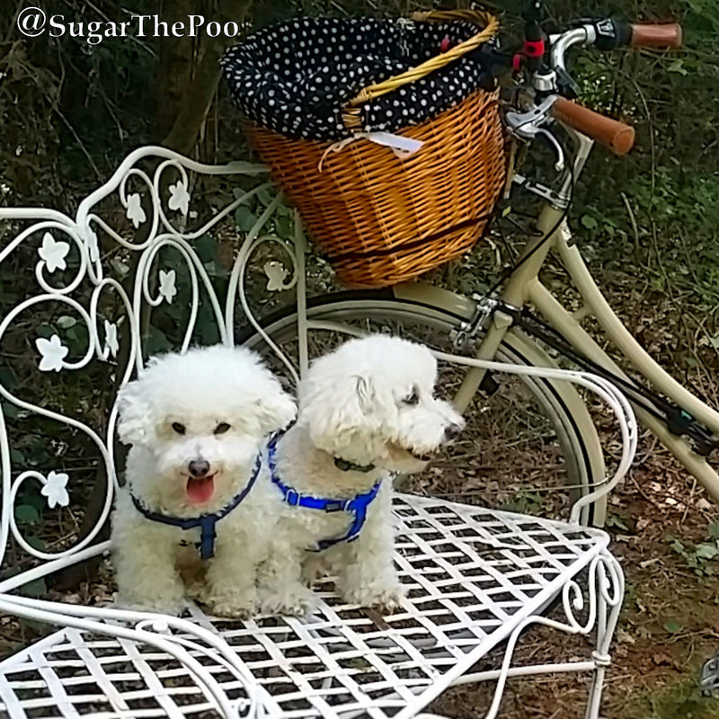 SugarThePoo Cute Maltipoo Puppy Dog with brother sitting on wrought iron bench by bike with bike basket