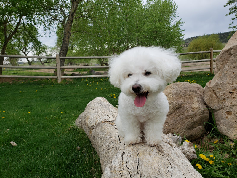 SugarThePoo Cute Maltipoo Puppy Dog smiling standing on log