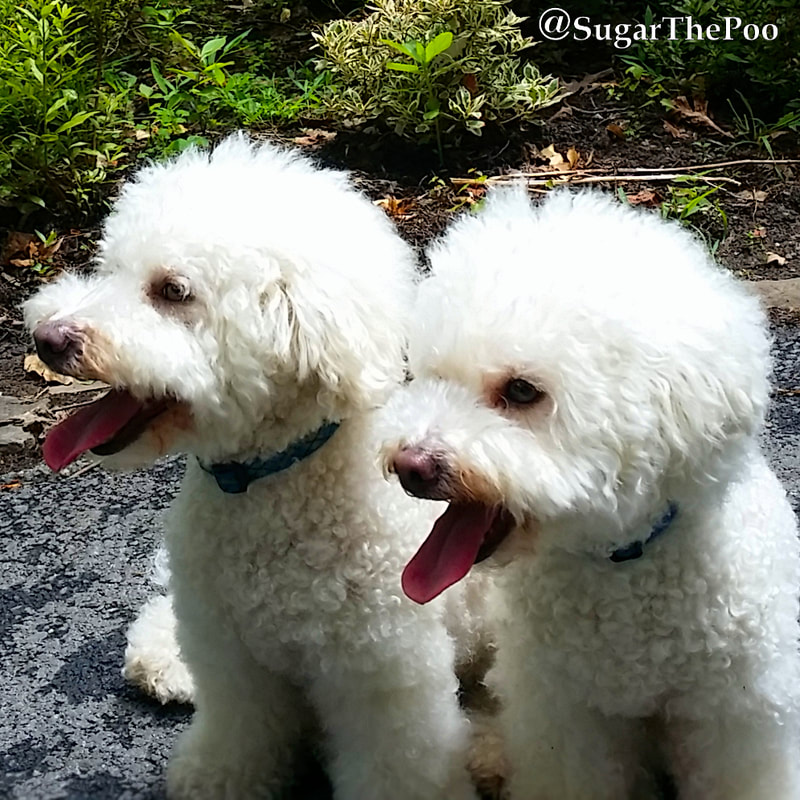 SugarThePoo Cute Maltipoo Puppy Dog with brother sitting with tongues out