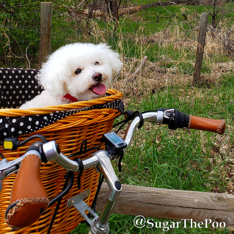 SugarThePoo Cute Maltipoo Puppy Dog in bike basket smiling with tongue out
