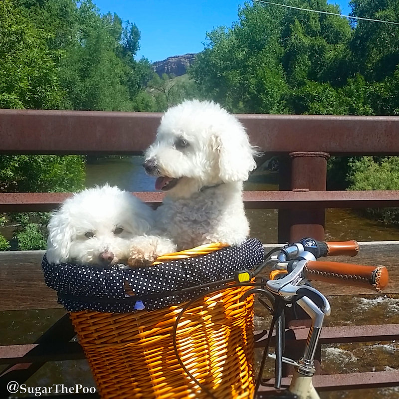 SugarThePoo Cute Maltipoo Puppy Dog with brother in bike basket on bridge