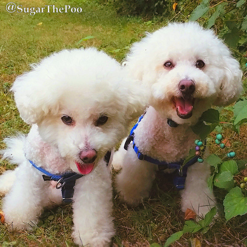 SugarThePoo Cute Maltipoo Puppy Dog with brother smiling sitting by wild grapevine