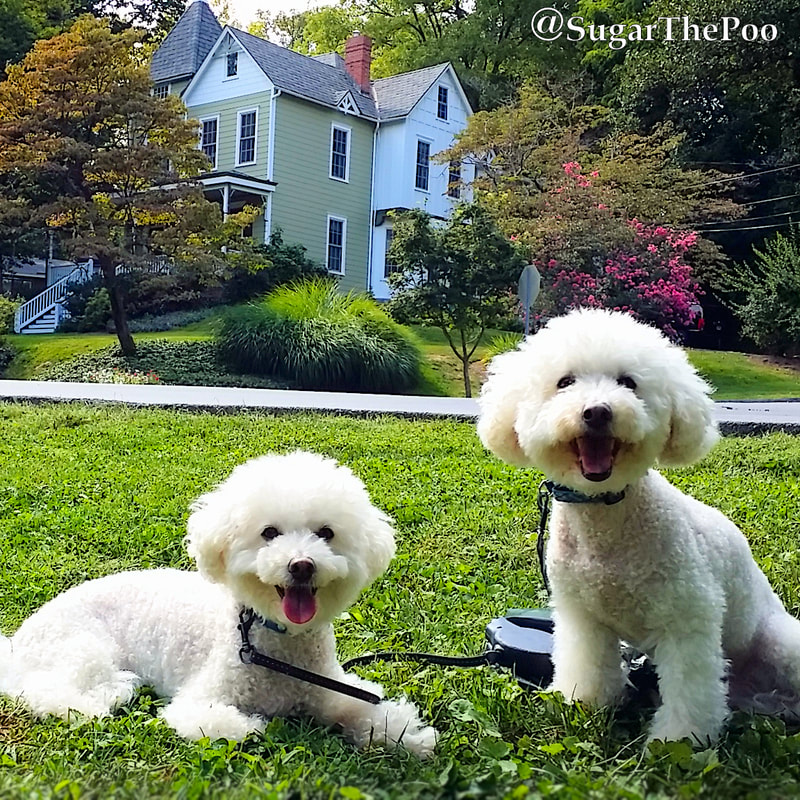 SugarThePoo Cute Maltipoo Puppy Dog with brother by gorgeous Victorian home springtime blossoms