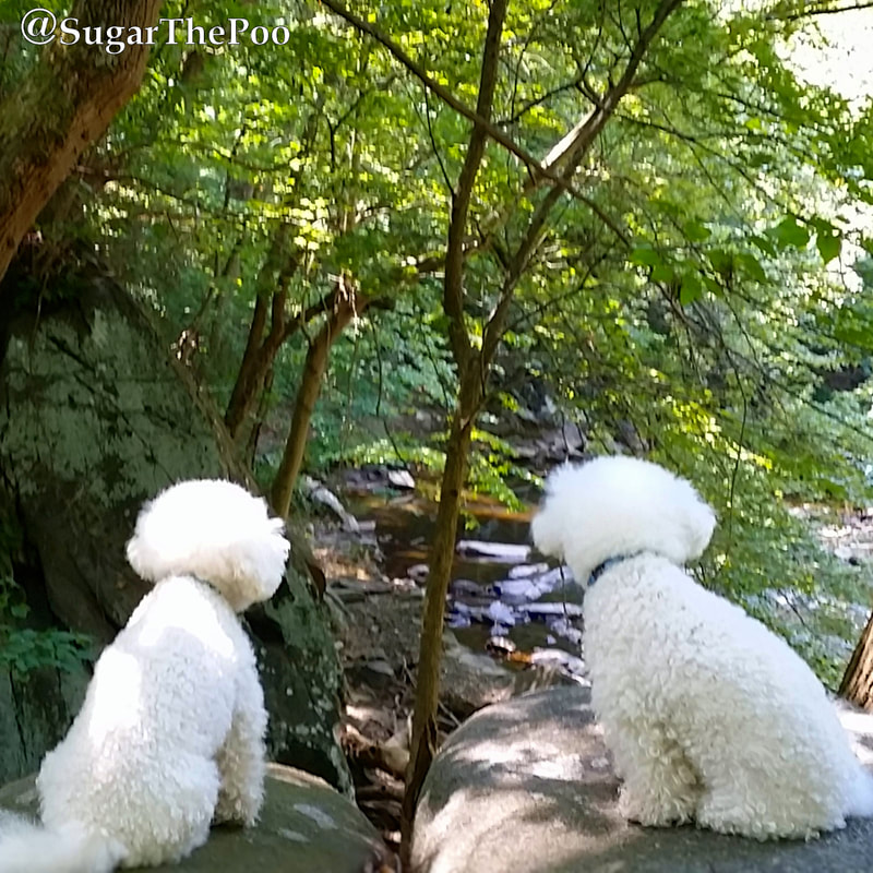 SugarThePoo Cute Maltipoo Puppy Dog with brother sitting looking down at beautiful lush rock creek