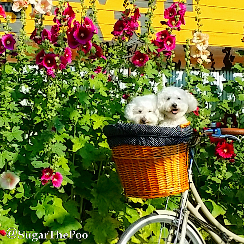SugarThePoo Cute Maltipoo Puppy Dog with brother in bike basket by gorgeous hedge of hollyhocks