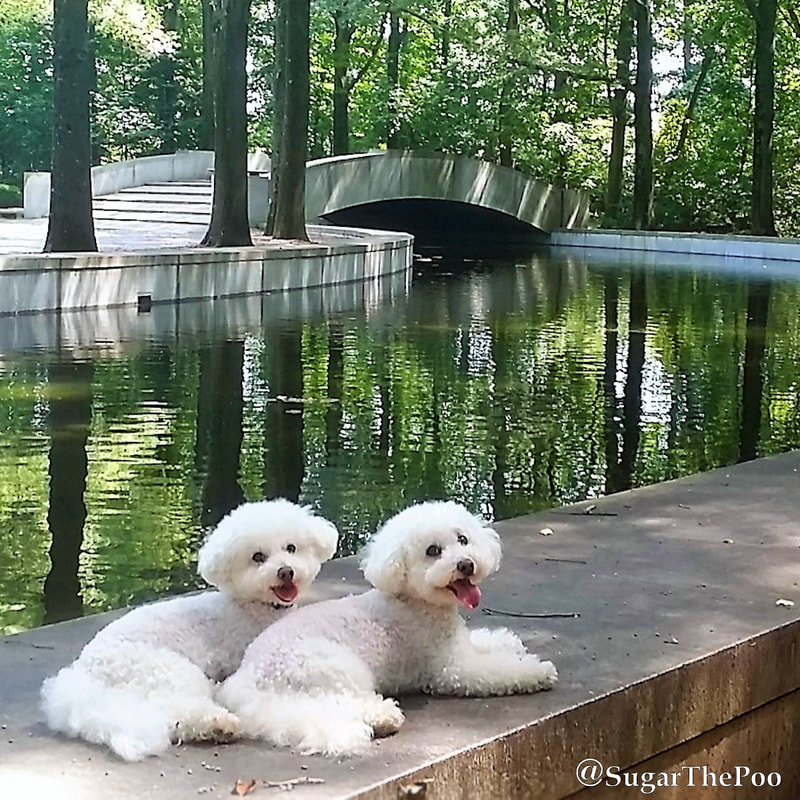 SugarThePoo Cute Maltipoo Puppy Dog with brother smiling laying together by reflecting pool at Teddy Roosevelt Memorial Island