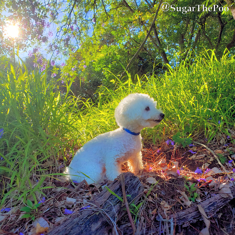 SugarThePoo Cute Maltipoo Puppy Dog sitting profile with glow of sunrise