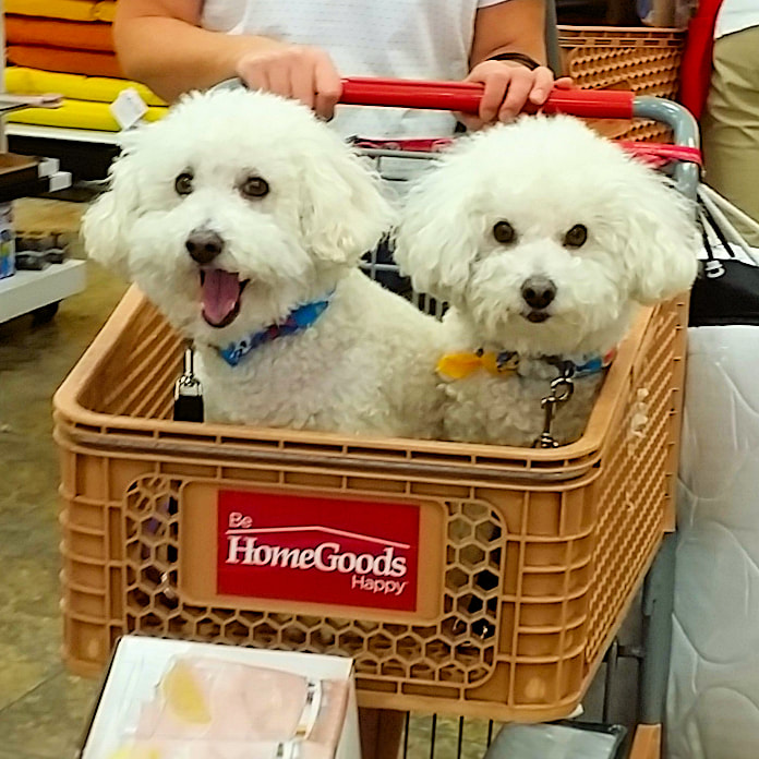 SugarThePoo Cute Maltipoo Puppy Dog with brother sitting in shopping cart