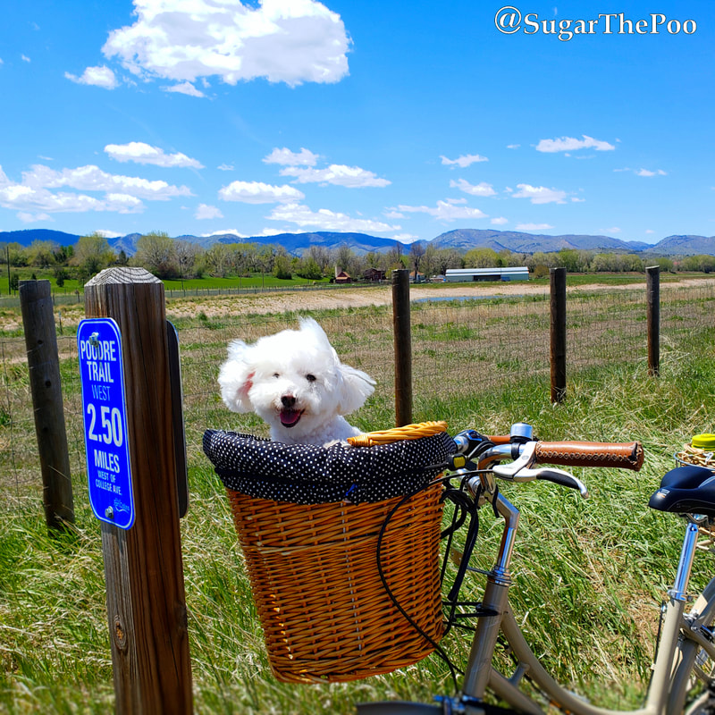 SugarThePoo Cute Maltipoo Puppy Dog in bike basket on trial with hair blowing and mountain view