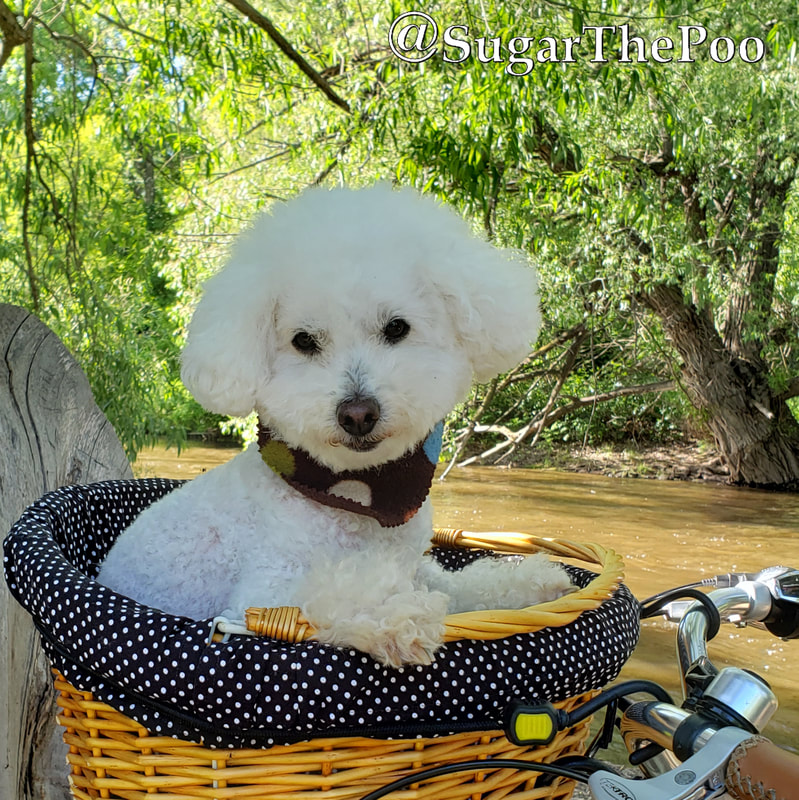 SugarThePoo Cute Maltipoo Puppy Dog with bandana in bike basket by river