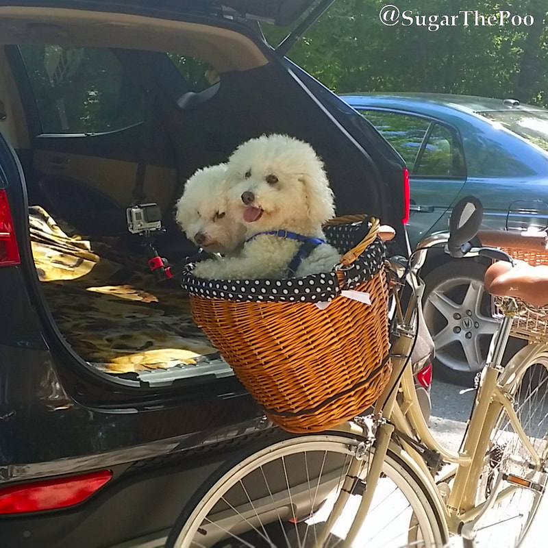 SugarThePoo Cute Maltipoo Puppy Dog with brother in bike basket by open hatch of car