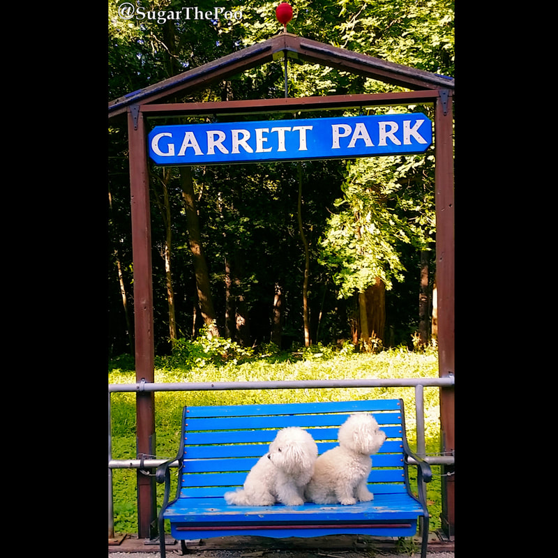 SugarThePoo Cute Maltipoo Puppy Dog with brother sitting on bench at vintage train station