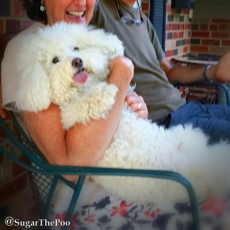 SugarThePoo Cute Maltipoo Puppy Dog with very fluffy long hair smiling in the arms of friend 