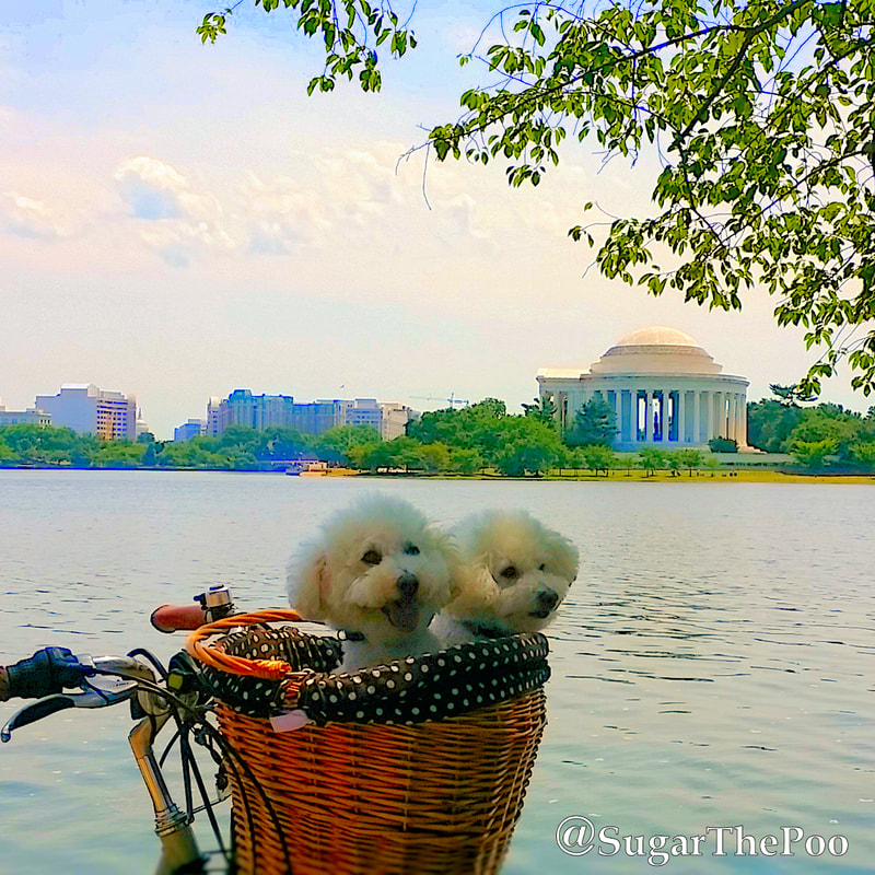 SugarThePoo Cute Maltipoo Puppy Dog with brother in bike basket by Tidal Basin with Jefferson Memorial in background