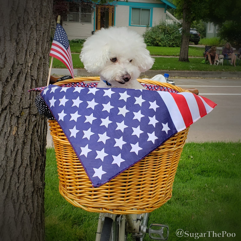 SugarThePoo Cute Maltipoo Puppy Dog in bike basket decorated with American Flag stars and stripes