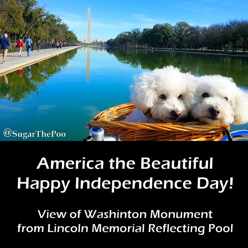 SugarThePoo Cute Maltipoo Puppy Dog with brother in bike basket by reflecting pool of Lincoln Memorial with Washington Monument in background
