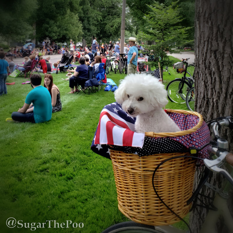 SugarThePoo Cute Maltipoo Puppy Dog in bike basket waiting for 4th of July Parade