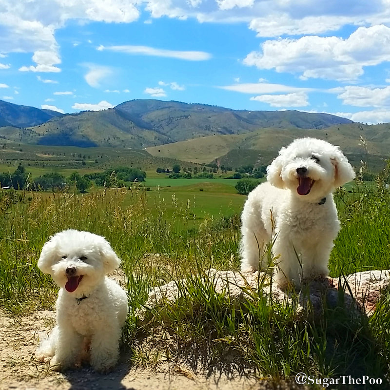 SugarThePoo Cute Maltipoo Puppy Dog with brother posing with mountains and pasture in background