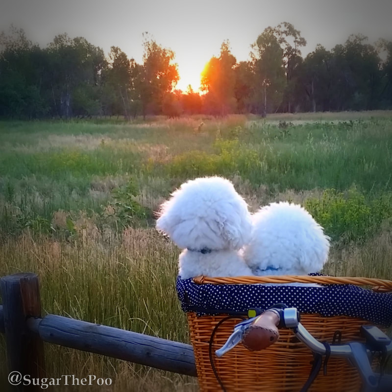 SugarThePoo Cute Maltipoo Puppy Dog with brotherin bike basket watching sunrise