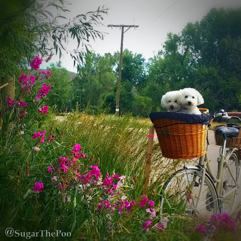 SugarThePoo Cute Maltipoo Puppy Dog with brother in bike basket by sweet peas wildflowers