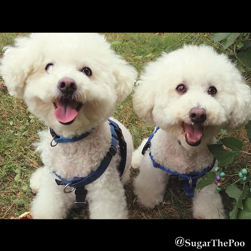 SugarThePoo Cute Maltipoo Puppy Dog with brother sitting smiling looking intently at camera