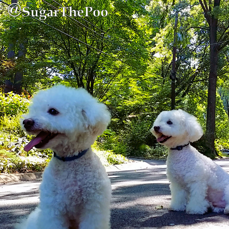 SugarThePoo Cute Maltipoo Puppy Dog with brother sitting on lush tree lined street