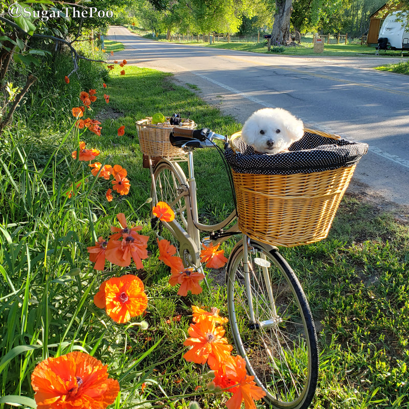 SugarThePoo Cute Maltipoo Puppy Dog in bike basket by orange poppies on country road